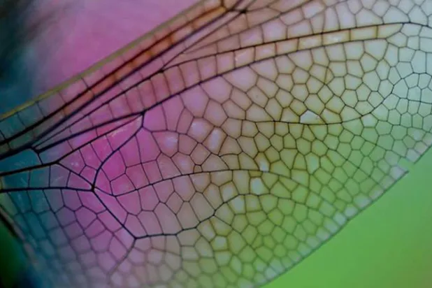 بلاستيك لحفظ الطعام مستوحى من أجنحة الحشرات