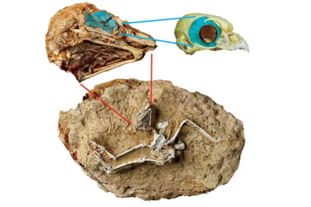 العثور على أول حفرية لبومة نهارية