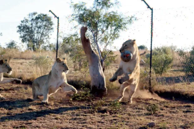 العلاج بـ«هرمون الحب» يجعل الأسود أكثر وداً