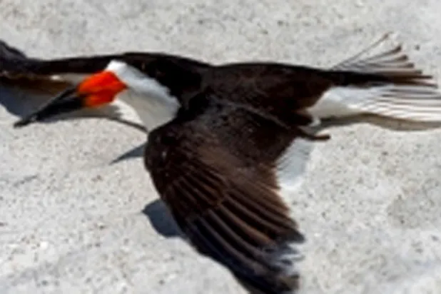 300 طائر تستخدم «الجناح المكسور» لخداع الحيوانات المفترسة