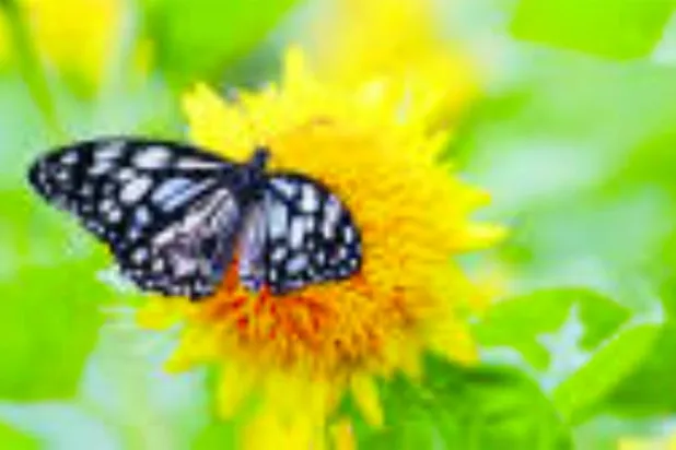 الفراشات وصراع البقاء في بريطانيا