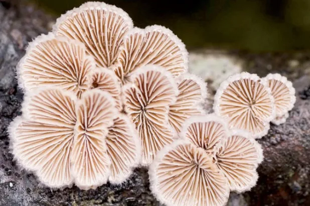 الفطر يتواصل بعضه مع بعض باستخدام ما يصل إلى 50 كلمة