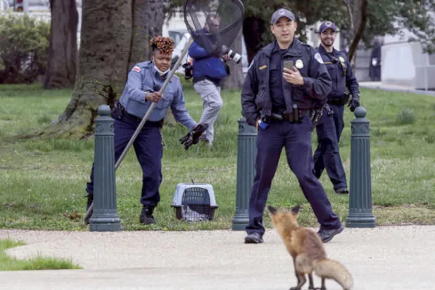 أنثى ثعلب ترعب محيط الكونغرس الأميركي