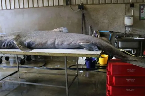 تشريح سمكة قرش عمرها 100 عام يكشف إصابتها بالتهاب السحايا