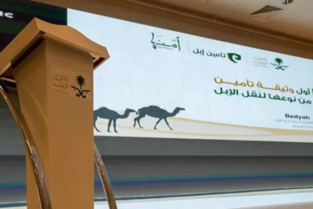 Suudi Arabistan develerin taşınmasına yönelik dünyanın ilk sigorta sistemini başlattı