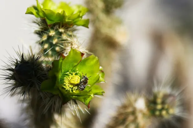 على عكس المتوقع... الاحترار المناخي سيعرّض حتى الصبار لخطر الانقراض
