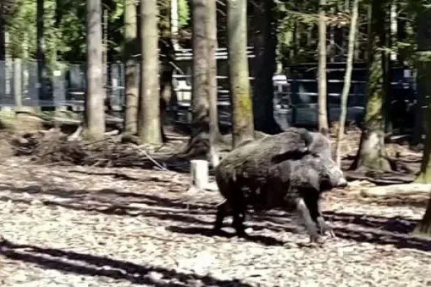 بسبب الحرب الأوكرانية... حديقة حيوانات ألمانية تغير اسم «الخنزير بوتين»