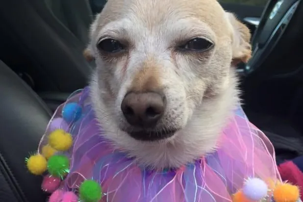 «توبي - كيث»... الكلب الأكبر سناً على قيد الحياة يدخل «غينيس»