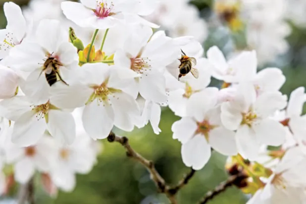 أزمة المناخ تؤدي لظهور نحل أصغر واختفاء الطنان