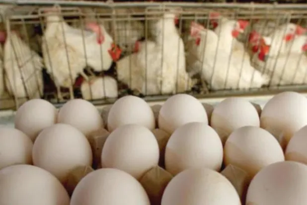 Suudi Arabistan, Danimarka’dan kümes hayvanları ve yumurta ithalatı yasağını kaldırdı 