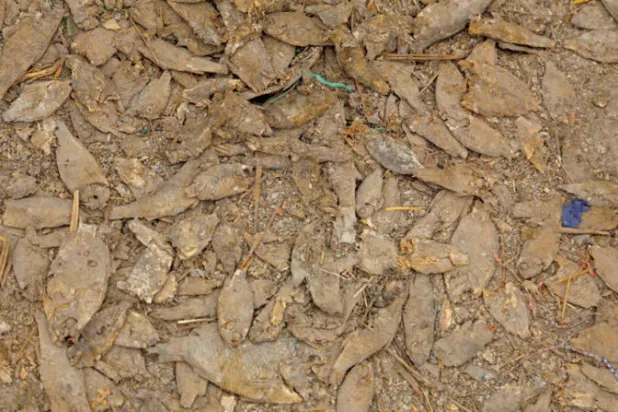 رئيس العراق يحذر من الانفجار السكاني والتغير المناخي والجفاف المائي