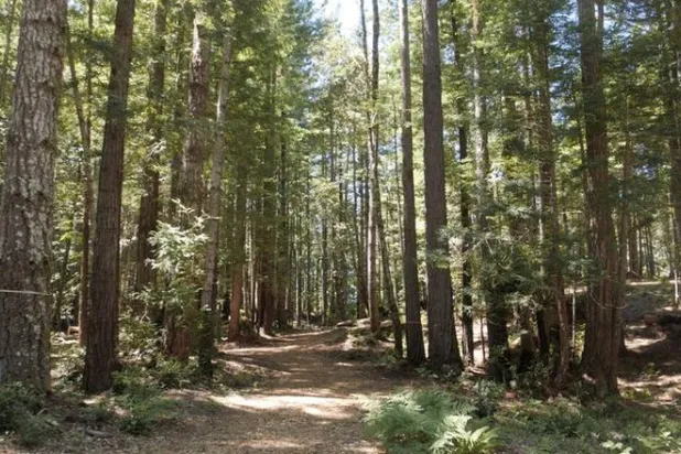 بفضل الزبادي والثلج... أميركية تنجو بعدما علقت في غابة لـ6 أيام