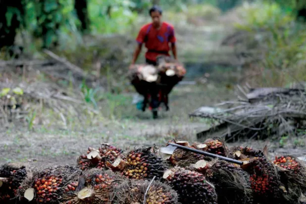 إندونيسيا تشعل مخاوف العالم بـ«زيت النخيل»