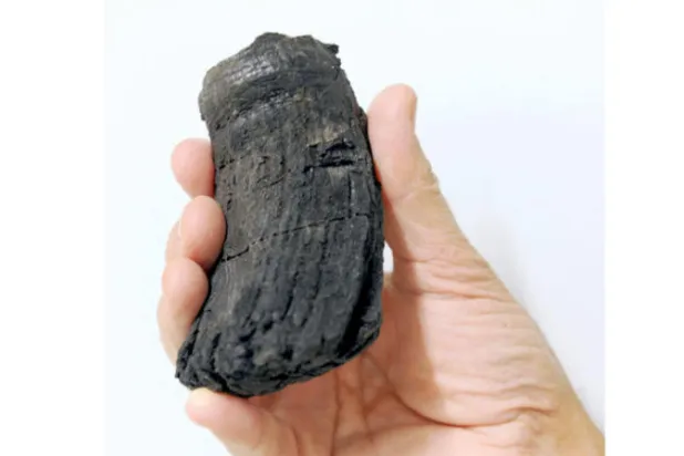 اكتشاف سن سحلية عملاقة عاشت قبل 205 ملايين سنة