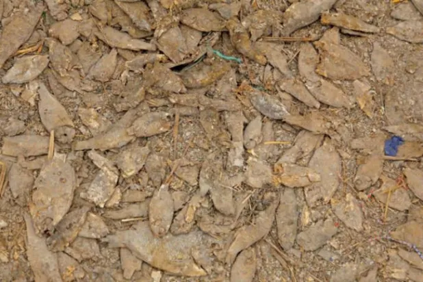 Irak’ta nüfus patlaması, iklim değişikliği ve kuraklık uyarısı