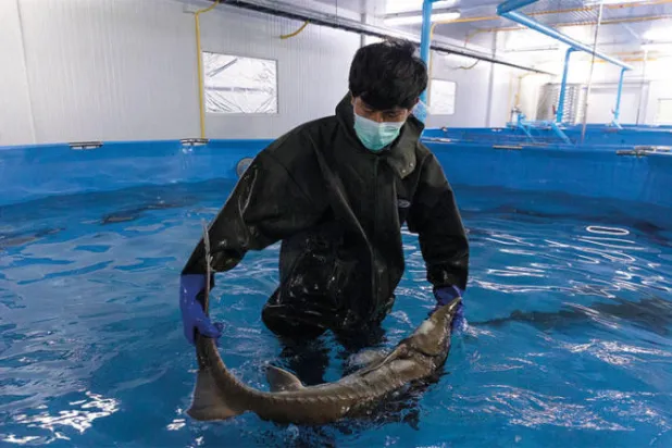 مزرعة مبتكرة في تايلاند تنتج كافياراً محلياً في بلد استوائي المناخ