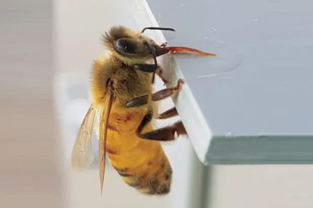 نحل العسل يمكنه التمييز بين الأرقام الفردية والزوجية