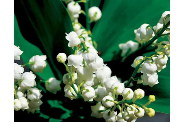 باعة موسميون يكسبون الذهب من زنابق الوادي ومعهم الحزب الشيوعي