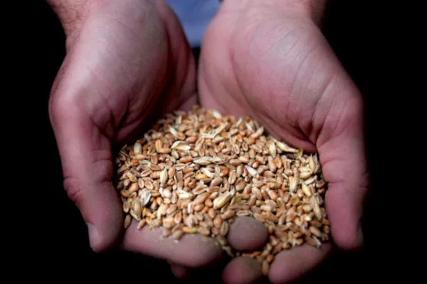 الطقس يزيد آلام أسواق القمح العالمية