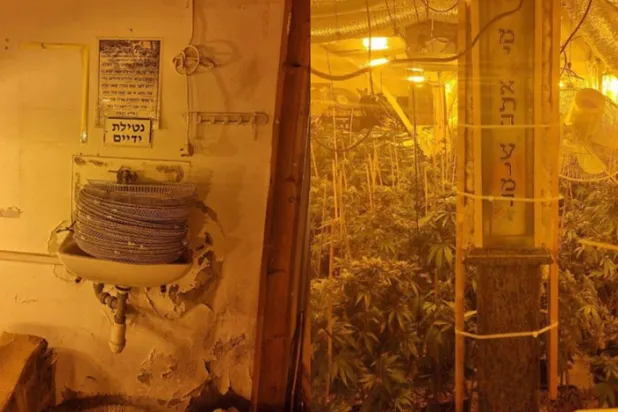 Terk edilmiş sinagogda marihuana yetiştirildiği ortaya çıktı