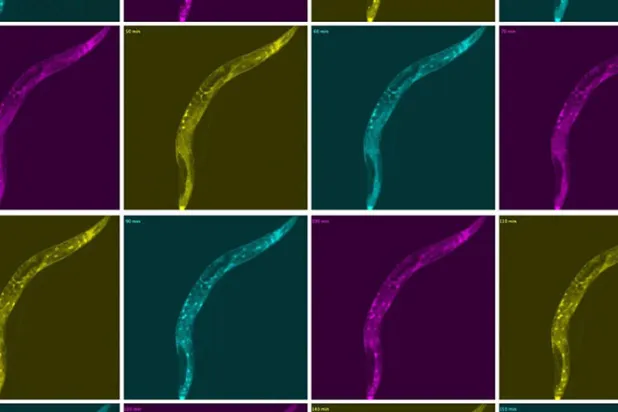 "Açlığı başına vuran" solucanlar yemek yemeleri gerektiğinde riskli seçimler yapıyor