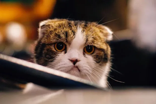 Mülke izinsiz girdiği için "hapsedilen" kedinin sahibi 125 bin dolar tazminat kazandı