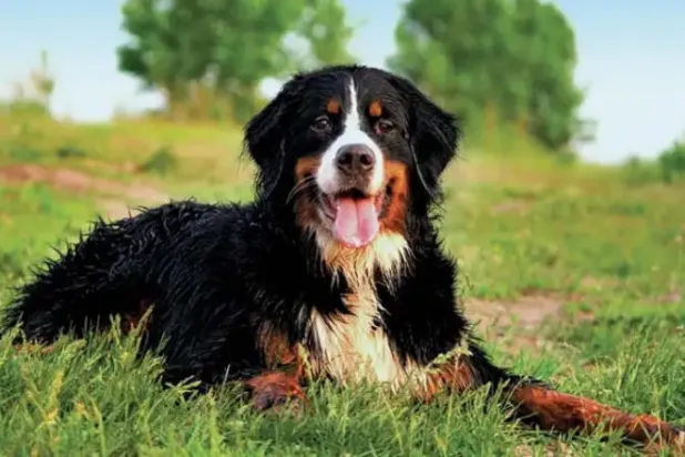 استخدام الكلاب المسنّة نموذجاً لمرض «ألزهايمر» لدى البشر