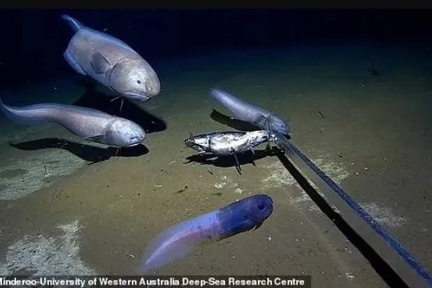 اكتشاف «أسماك عابسة» في أستراليا على عمق 6.5 كيلومتر