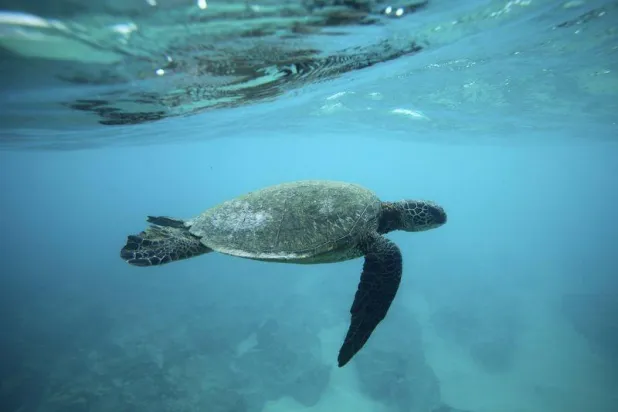 دراسة: بعض السلاحف المهاجرة لا يعرف إلى أين يتجه بالتحديد