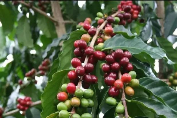 مزارع القهوة في السعودية (واس)