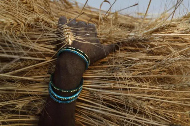  
زن کشاورز هندی در ایالت اوتار پرادش در حال حمل خرمن گندم (آسوشیتد پرس)