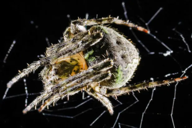 عنكبوت (إ.ب.أ)