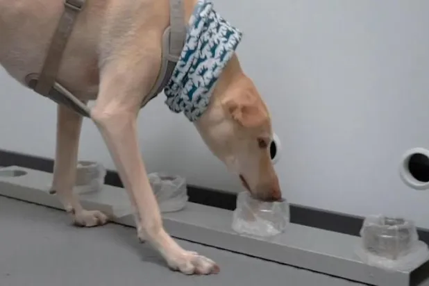 يمكن تدريب الكلاب في غضون أسابيع على اكتشاف عينات من المرضى المصابين بعدوى «كوفيد - 19» (أ.ب)