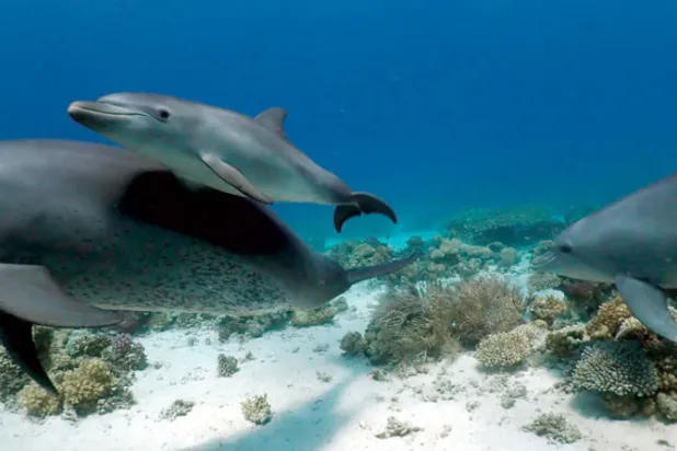 دولفين تُعلِّم وليدها فرك الشعاب المرجانية الطبية