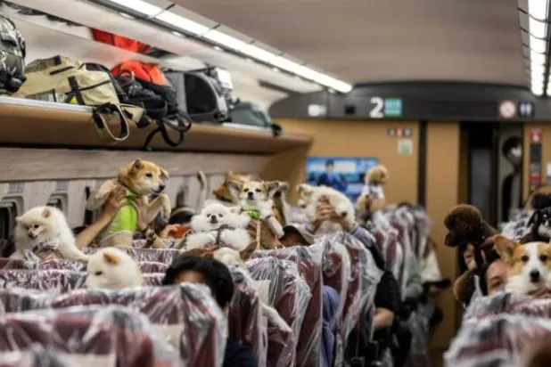 Tokyo’dan kalkan trende yolculuğa çıkan köpekler (AFP)