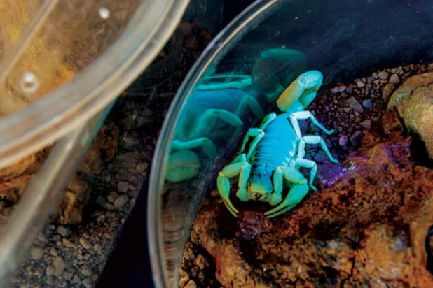 زعاف قاتل من العناكب والأفاعي لشفاء البشر