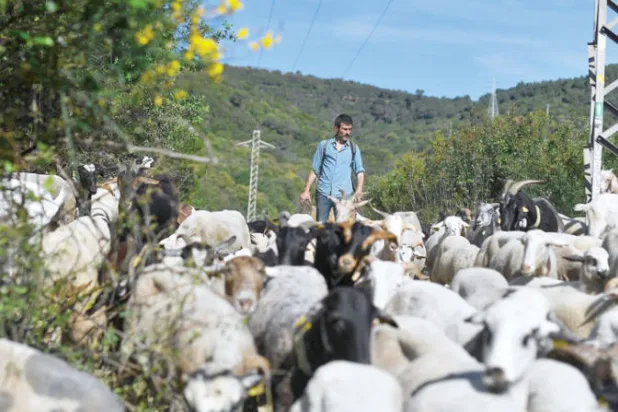 الإسباني دانيال سانشيز يرعى قطيعه من الأغنام والماعز بالقرب من برشلونة (أ.ف.ب)