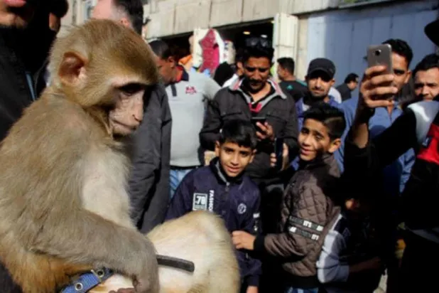 عراقیون في سوق لبيع الحيوانات في بغداد (واع)