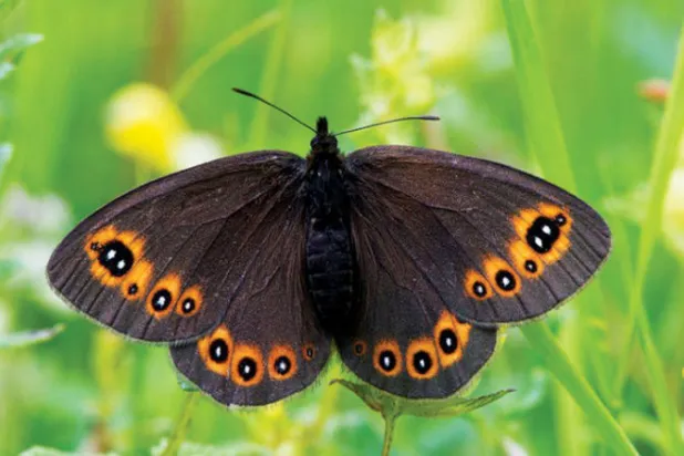 فراشة سكوتش أرجوس (غيتي)