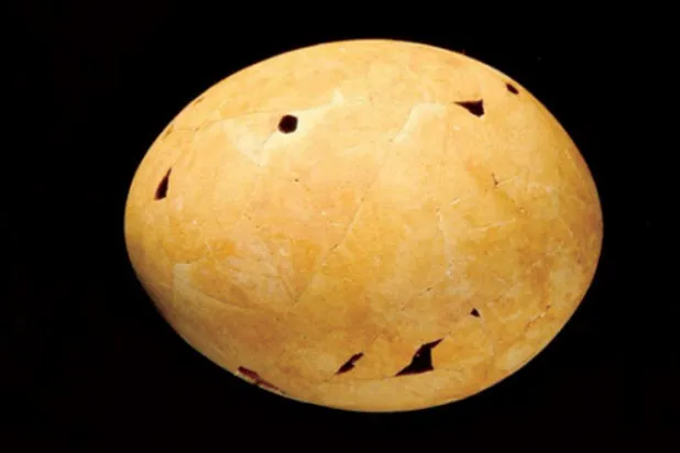 قشر بيض طائر جينيورنيس (الفريق البحثي)