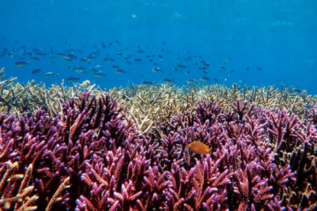 شعاب مرجانية صحية (الفريق البحثي)