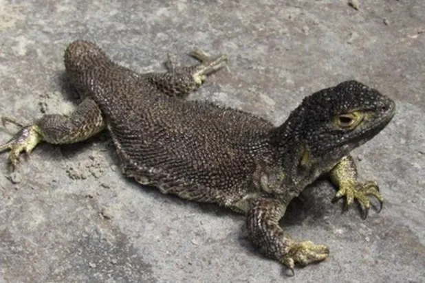 اكتشاف أنواع جديدة من السحالي في بيرو