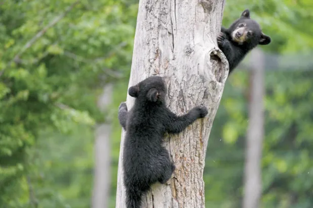 دبان يلعبان في أول نزهة لهما (أ.ف.ب)