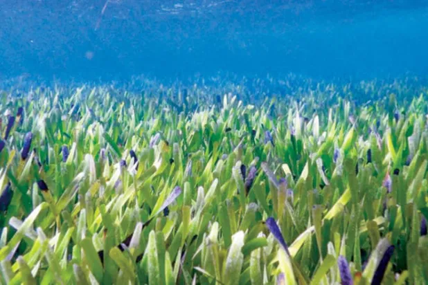 أعشاب البحر شديدة المرونة هي أقدم وأكبر نبات (جامعة غرب أستراليا)