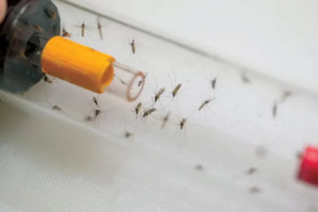 البعوض المنهك يفضل النوم (جامعة سينسيناتي)