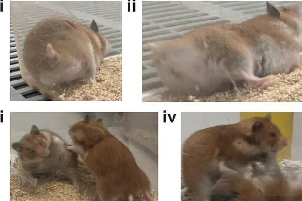 خطأ بتجربة على فئران هامستر يجعلها «شديدة العدوانية»