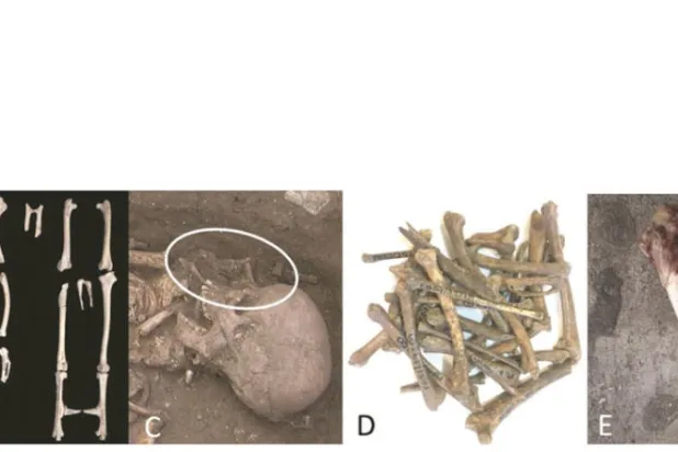 العينات المكتشفة أعادت كتابة تاريخ تدجين الدجاج (دورية العصور القديمة)