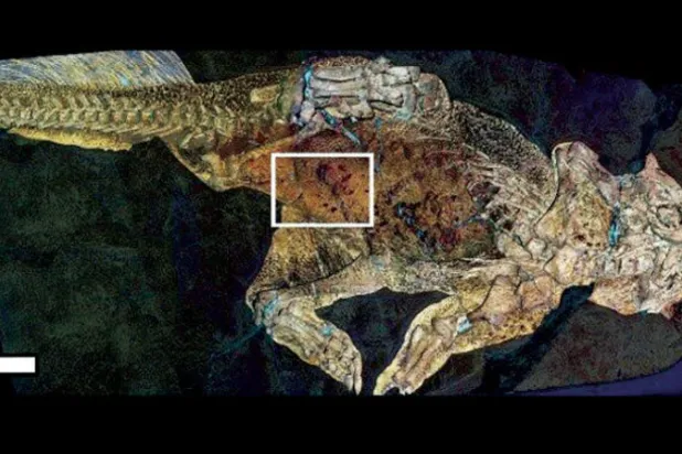 التصوير بالليزر كشف عن تفاصيل «سرة البطن» (الفريق البحثي)