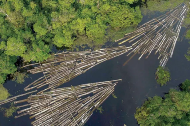 أُزيل في مايو 900 كيلومتر مربع من الأشجار وهي مساحة تعادل 126 ألف ملعب كرة قدم (أ.ف.ب)