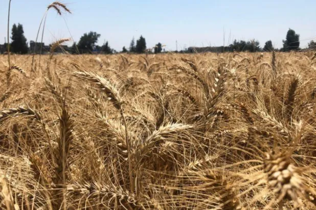 Mısır Maliye Bakanı Muhammed Muit, buğday ve petrol fiyatlarının yüksek seviyelerde seyretmesi durumunda ülkesinin gelecek mali yılda 10,2 milyar dolar olarak planlanan bütçesine ek bir yük getirebileceğini açıkladı (Reuters)